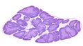 Thymus. Cortex and medulla