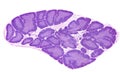 Human thymus. Cortex and medulla