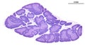 Human thymus. Cortex and medulla