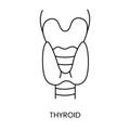 Human thyroid gland anatomical icon line in vector, illustration of surface structures. Royalty Free Stock Photo