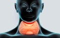 Human thyroid gland anatomy Royalty Free Stock Photo