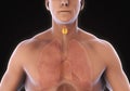 Human Thyroid Gland Anatomy Royalty Free Stock Photo