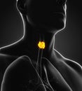 Human Thyroid Gland Anatomy Royalty Free Stock Photo