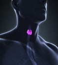 Human Thyroid Gland Anatomy Royalty Free Stock Photo