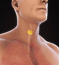 Human Thyroid Gland Anatomy Royalty Free Stock Photo
