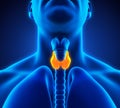 Human Thyroid Gland Anatomy Illustration