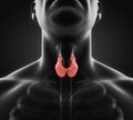 Human Thyroid Gland Anatomy Illustration Royalty Free Stock Photo
