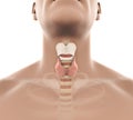 Human Thyroid Gland Anatomy Illustration Royalty Free Stock Photo