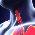 Human Thyroid Gland Royalty Free Stock Photo