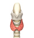 Human Thyroid Gland