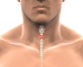 Human Thyroid Gland