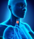 Human Thyroid Gland Royalty Free Stock Photo