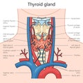 Human thyroid gland structure diagram medical Royalty Free Stock Photo