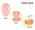 Human tongue, Lingual papillae and taste bud Royalty Free Stock Photo