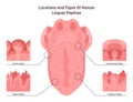 Human tongue papillae types and structure. Muscular organ taste receptors Royalty Free Stock Photo