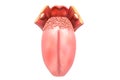 Human tongue structure