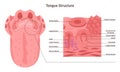 Human tongue structure. Muscular organ with papillae, taste receptors