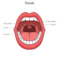 Human tonsil structure diagram medical science