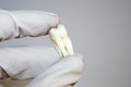 Human tooth