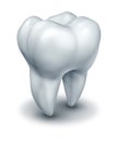 Human tooth