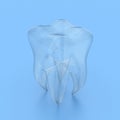 Human tooth