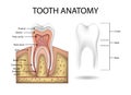 Human Tooth anatomy template. Realistic White Tooth Mockup. Dental health Concept. Medical banner or poster Vector Royalty Free Stock Photo