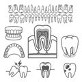 Human tooth anatomy. Vector. Royalty Free Stock Photo