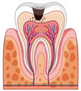 Human Tooth Anatomy on White Background Royalty Free Stock Photo
