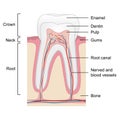 Human tooth anatomy on white background, Royalty Free Stock Photo