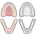 Human Tooth Chart