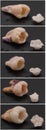 Human tooth for clinical studies
