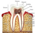 Human tooth cross-section (3d model)