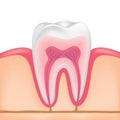 Human tooth cross-section. Royalty Free Stock Photo