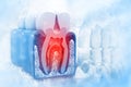 Human tooth cross section on scientific background