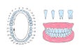 Human tooth jaw anatomy. Sketch style drawing. Infographics in dentistry. Vector illustration Royalty Free Stock Photo