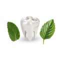 Human tooth with leaves. Vector illustration of realistic chewing tooth and mint leaves