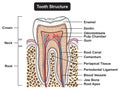 Human tooth structure anatomy infographic diagram