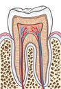 Human tooth structure anatomy infographic diagram Royalty Free Stock Photo