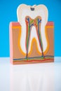 Human tooth structure, bright colorful tone concept