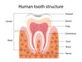 Human tooth structure vector concept Royalty Free Stock Photo