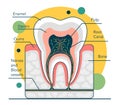 Human tooth structure. Cross section scheme representing tooth layers