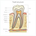 Human tooth structure medical vector