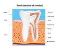 Human Tooth structure. Vector Royalty Free Stock Photo