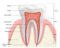 Human tooth structure vector diagram. The anatomy of the tooth. Cross section scheme representing tooth layers enamel, dentine, Royalty Free Stock Photo