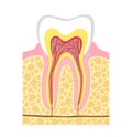 Human tooth structure. Vector illustration human tooth anatomy. Royalty Free Stock Photo