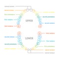 Human Tooth Thin Line Color Anatomy Chart. Vector Royalty Free Stock Photo