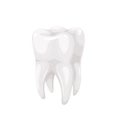 Human tooth, isolated 3d model of white single molar with healthy shiny enamel and root