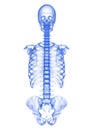 Human torso