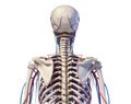 Human torso anatomy. Skeleton with veins and arteries. Back view