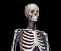 Human torso anatomy. Skeleton with veins and arteries. Front perspective view Royalty Free Stock Photo